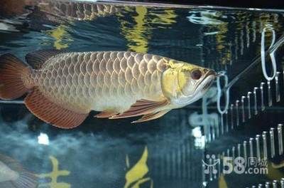立達金龍等級怎么區分的：立達金龍的等級主要依據以下幾個方面立達金龍的等級