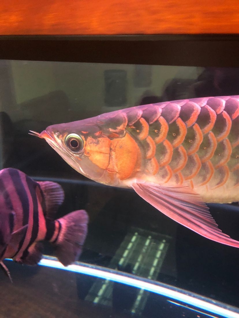 孟吉爾紅龍 孟吉爾紅龍 廣州孟吉爾 第6張
