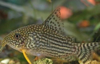 魚與哪個(gè)生肖最有關(guān)？揭秘十二生肖中的魚緣