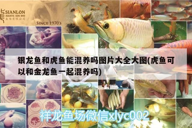 銀龍魚和虎魚能混養(yǎng)嗎圖片大全大圖(虎魚可以和金龍魚一起混養(yǎng)嗎)