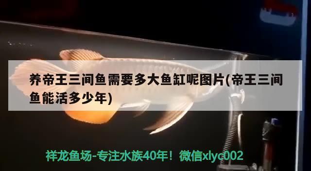 養(yǎng)鯉魚需要多大的魚缸好養(yǎng)（ 養(yǎng)鯉魚需要多深的水） 養(yǎng)鯉魚需要多大的魚缸好養(yǎng)（ 養(yǎng)鯉魚需要多深的水） 新加坡三巴旺