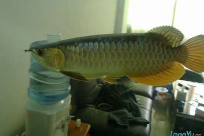 如何鑒別過背金龍魚品種:過背金龍魚品種鑒賞技巧:過背金龍魚品種鑒賞技巧 金龍魚百科 第4張 如何鑒別過背金龍魚品種:過背金龍魚品種鑒賞技巧:過背金龍魚品種鑒賞技巧 如何鑒別過背金龍魚品種:過背金龍魚品種鑒賞技巧:過背金龍魚品種鑒賞技巧 金龍魚百科 第4張