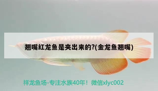 石家莊魚缸搬運服務（石家莊魚缸搬運服務公司）