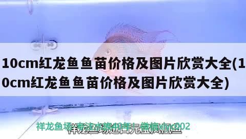 10cm紅龍魚魚苗價(jià)格及圖片欣賞大全(10cm紅龍魚魚苗價(jià)格及圖片欣賞大全) 10cm紅龍魚魚苗價(jià)格及圖片欣賞大全(10cm紅龍魚魚苗價(jià)格及圖片欣賞大全) 觀賞魚百科