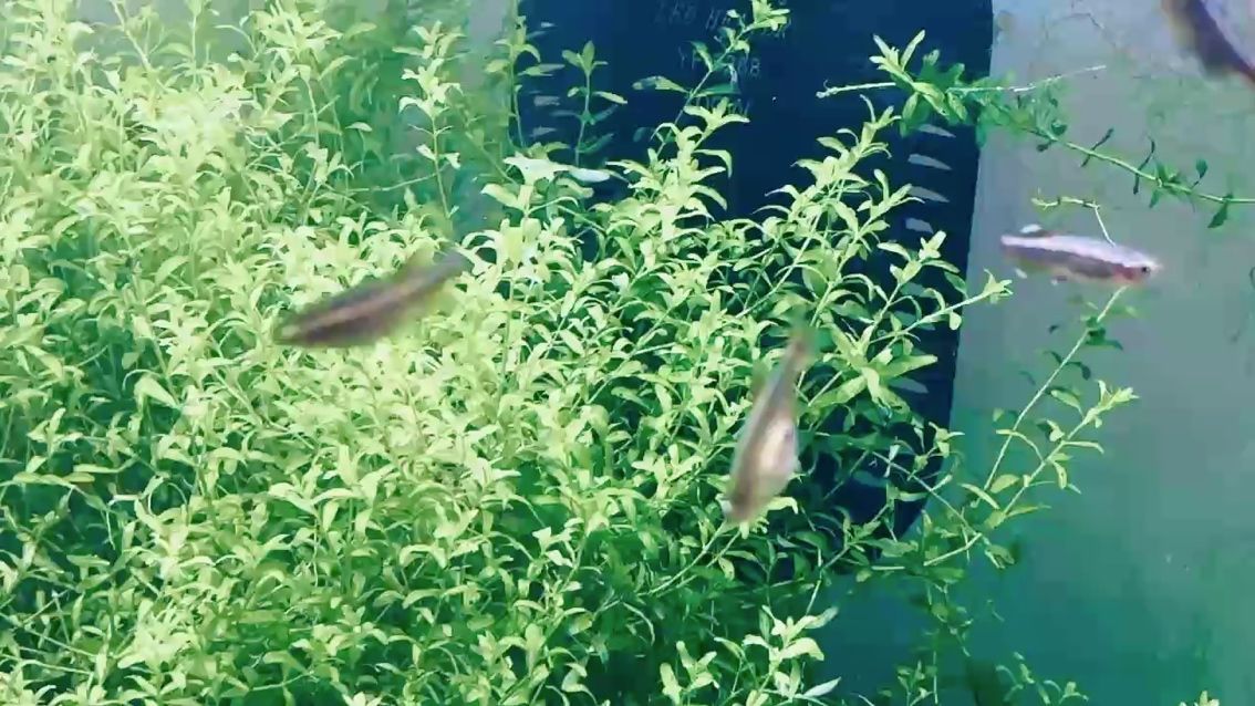 金絲魚