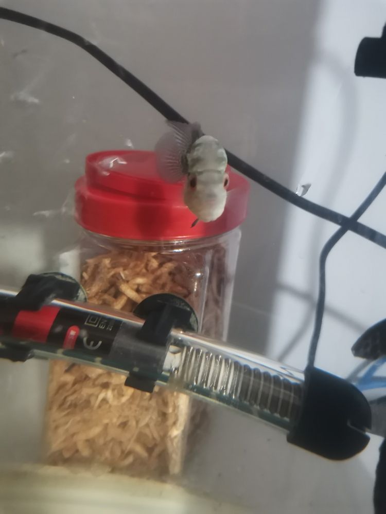 頭大了一點。
