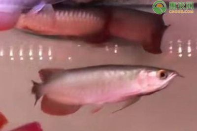 關(guān)于觀賞魚的說說短句（關(guān)于觀賞魚的一些說說短句） 關(guān)于觀賞魚的說說短句（關(guān)于觀賞魚的一些說說短句） 赤元素 第4張