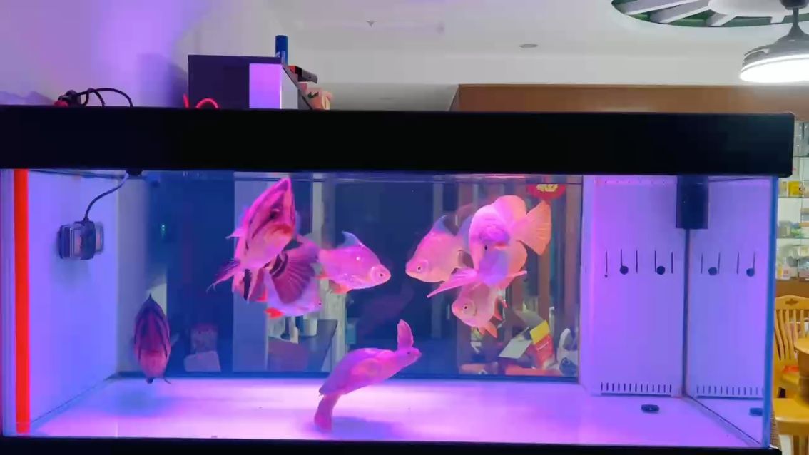 飽飯，品茶，賞魚