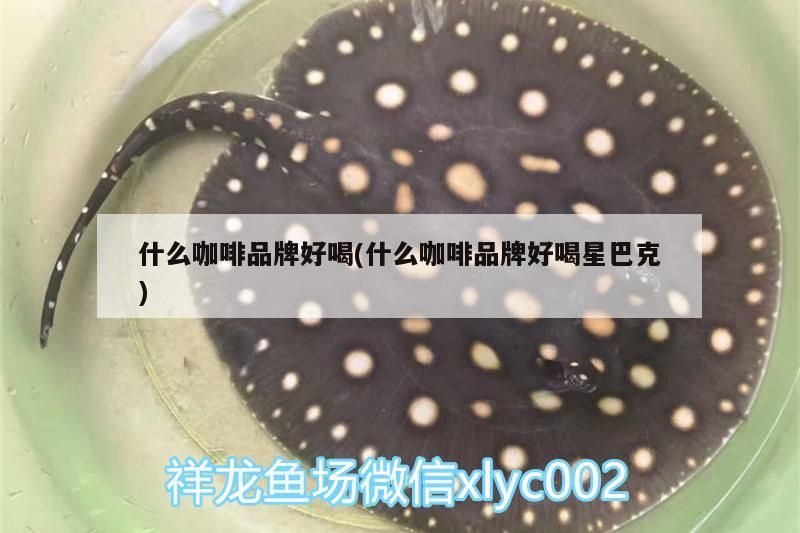 我的虎魚真菌感染了要怎么處理 什么咖啡品牌好喝(什么咖啡品牌好喝星巴克) 馬來西亞咖啡 什么咖啡品牌好喝(什么咖啡品牌好喝星巴克) 什么咖啡品牌好喝(什么咖啡品牌好喝星巴克) 馬來西亞咖啡