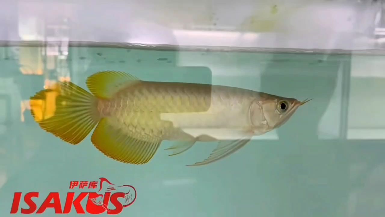 伊薩庫(kù)德魯斯 純種貨血紅龍 伊薩庫(kù)德魯斯 純種貨血紅龍