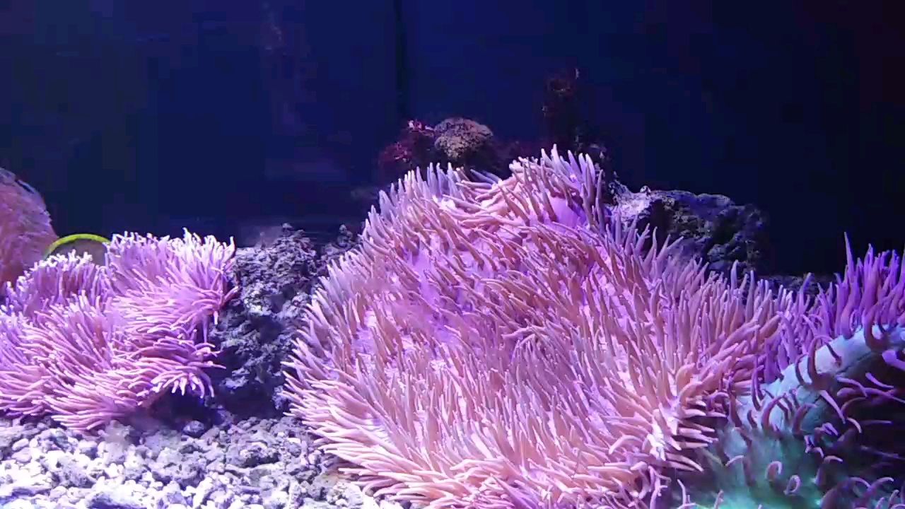 陪一缸有緣?mèng)~ 陪一缸有緣?mèng)~ 龍魚(yú)論壇