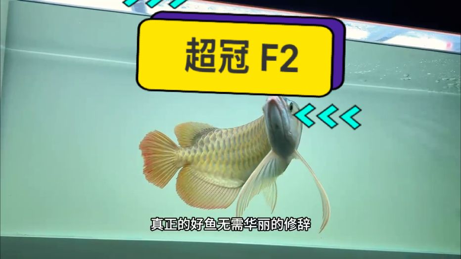 萬隆天王超冠f2：真真正正的古老血統紅龍魚～ 保留了原始血統紅龍魚的碩大骨骼！ 粗壯的鯁骨配合老板型翹頭，雄赳赳，氣昂昂！ 把龍魚的英姿霸氣表現的淋漓盡致????