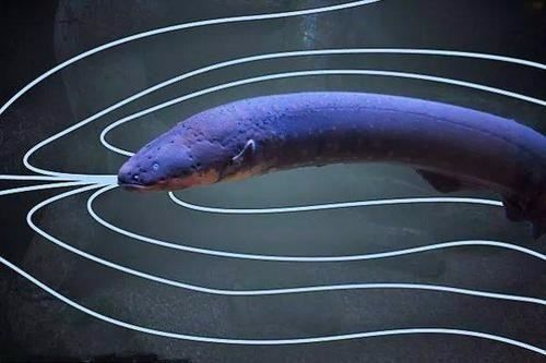 魚缸總死魚什么原因？全面解析常見問題與解決方案