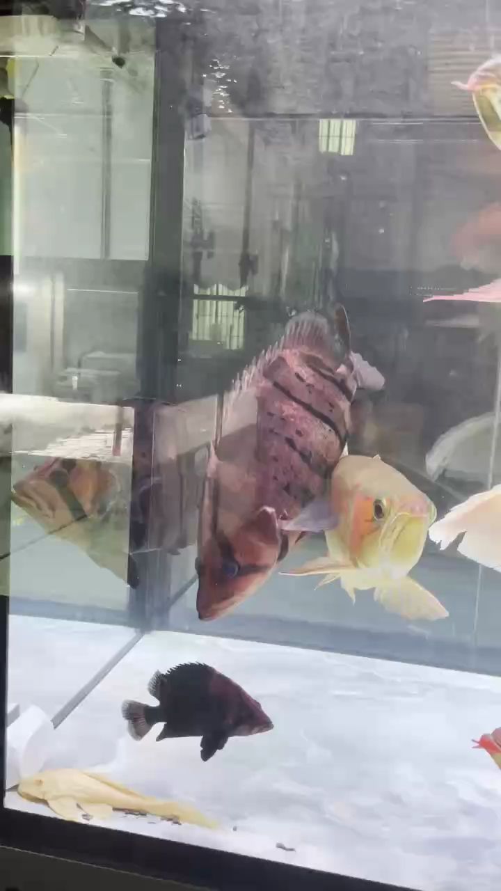 紅龍虎魚