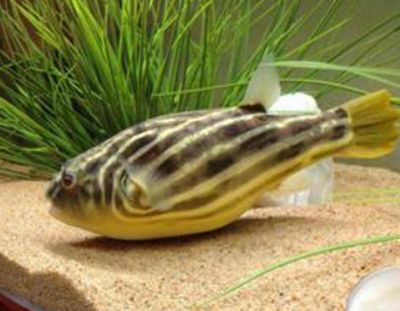 魚缸只養(yǎng)一條魚好嗎?獨(dú)居魚的利與弊 龍魚百科 第3張 魚缸只養(yǎng)一條魚好嗎?獨(dú)居魚的利與弊 魚缸只養(yǎng)一條魚好嗎?獨(dú)居魚的利與弊 龍魚百科 第3張