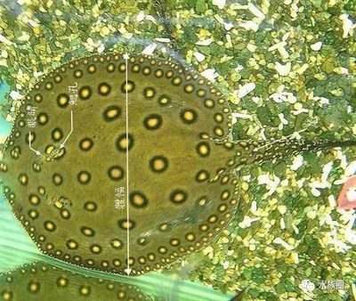 馬印神燈價格最貴：馬印神燈價格在市場上存在一定的波動，以下價格信息