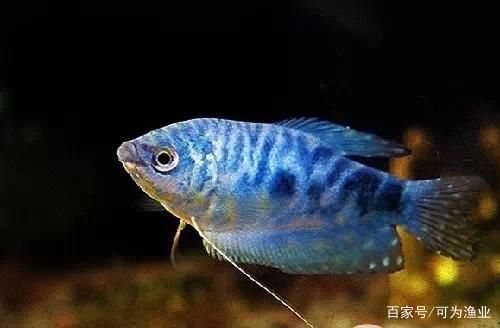 黑魔神雷龍魚能混養嗎圖片欣賞(雷龍魚能和神仙魚混養嗎)
