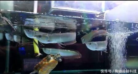 魚缸正確擺放位置風水圖，提升家居運勢的布局指南 魚缸正確擺放位置風水圖，提升家居運勢的布局指南 龍魚百科 第3張