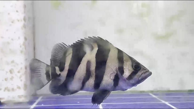 粗刀紋特色小虎魚，2024年1月27日購入。 一年時間，從2cm的瓜苗長到現(xiàn)在13cm左右，期待繼續(xù)成長