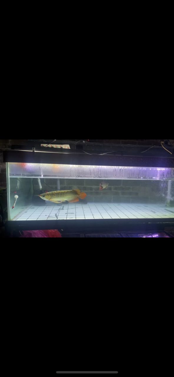 升級處理一個雙層魚缸，長1.72米，寬80，水位高50，上過濾系統(tǒng)。配備一起附送。1500元自提，可帶2條龍魚一起出。5000元，自提。需要聯(lián)系15277957963 升級處理一個雙層魚缸，長1.72米，寬80，水位高50，上過濾系統(tǒng)。配備一起附送。1500元自提，可帶2條龍魚一起出。5000元，自提。需要聯(lián)系15277957963 龍魚論壇 第2張