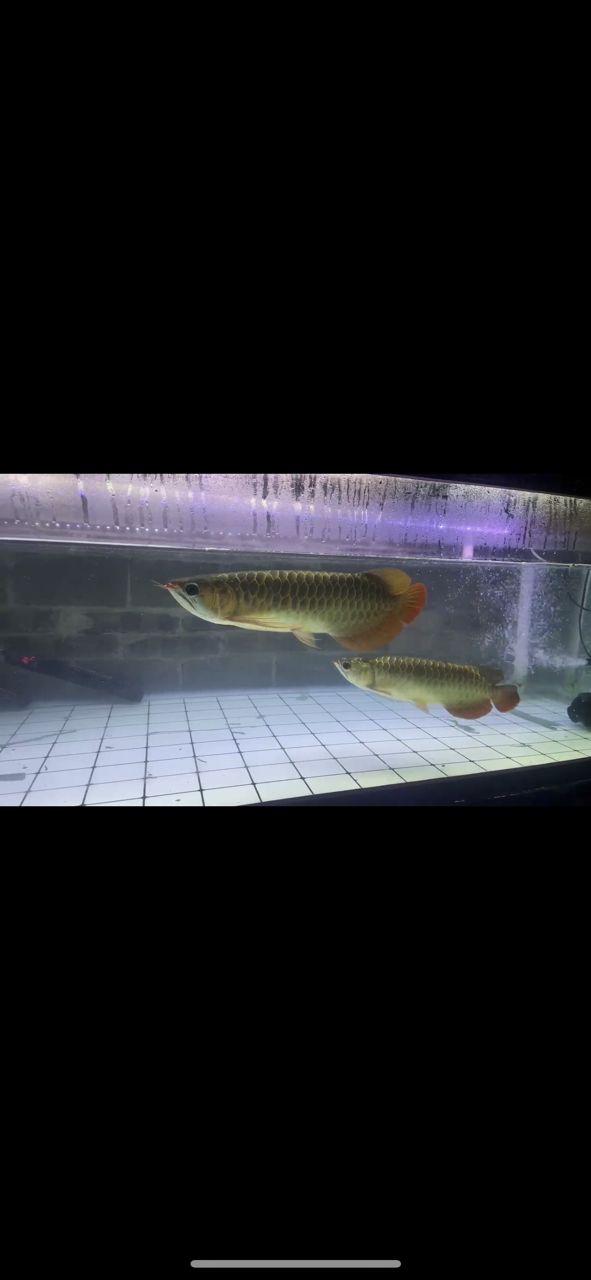 升級處理一個雙層魚缸，長1.72米，寬80，水位高50，上過濾系統(tǒng)。配備一起附送。1500元自提，可帶2條龍魚一起出。5000元，自提。需要聯(lián)系15277957963 升級處理一個雙層魚缸，長1.72米，寬80，水位高50，上過濾系統(tǒng)。配備一起附送。1500元自提，可帶2條龍魚一起出。5000元，自提。需要聯(lián)系15277957963 龍魚論壇 第3張