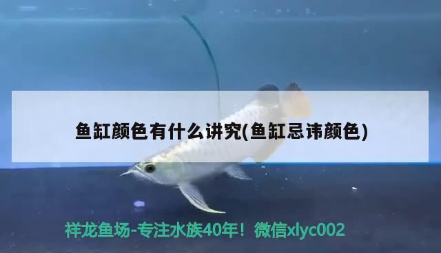孟吉爾紅龍魚的起源孟吉爾紅龍魚的飼養技巧及繁殖習性詳解，孟吉爾紅龍魚的起源