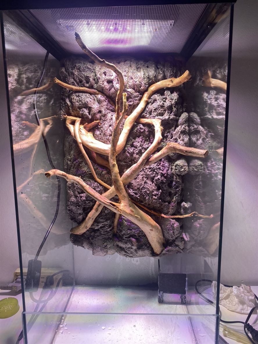 開缸記錄 開缸記錄 龍魚論壇 第5張