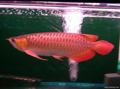 黑白皇冠魚怎么養（皇冠魚的歷史起源及種類） 黑白皇冠魚怎么養（皇冠魚的歷史起源及種類） 赤元素 第1張