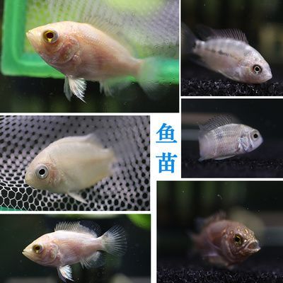 黑白皇冠魚怎么養（皇冠魚的歷史起源及種類） 黑白皇冠魚怎么養（皇冠魚的歷史起源及種類） 赤元素 第4張
