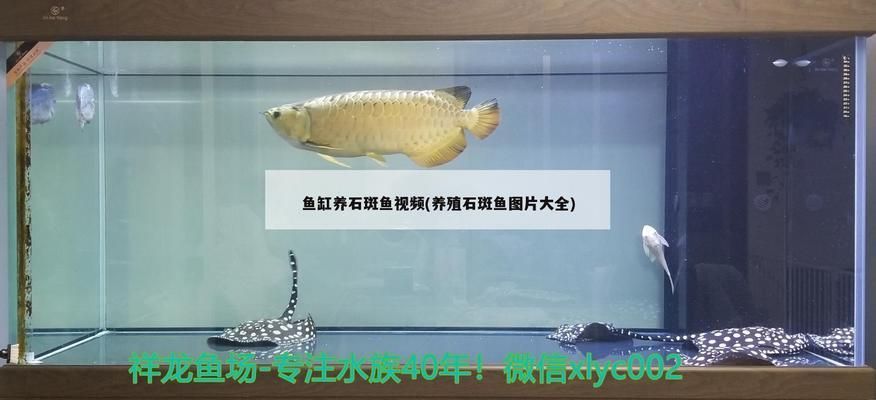 幼年龍魚怎樣飼養好：幼年龍魚飼養全攻略，開啟龍魚璀璨一生