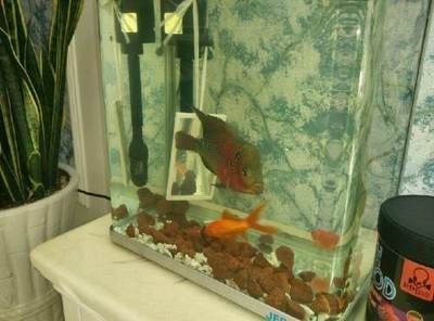 比較大的觀賞魚（什么是大型觀賞魚） 比較大的觀賞魚（什么是大型觀賞魚） 可麗愛魚缸 第4張