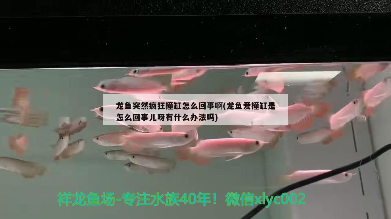 龍魚突然瘋狂撞缸怎么回事啊(龍魚愛撞缸是怎么回事兒呀有什么辦法嗎)