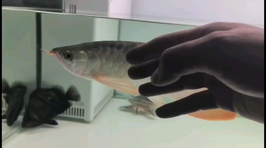 第二次低聲嘶啞的龍吟 第二次低聲嘶啞的龍吟 龍魚論壇