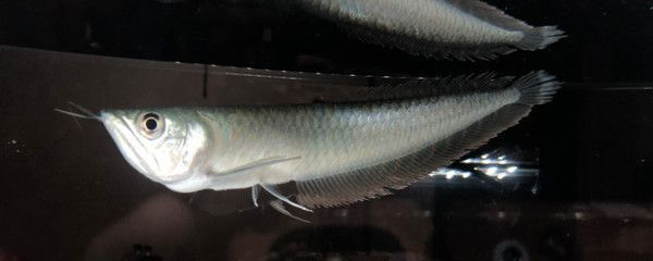 魚缸造景放什么風水好？打造旺財招福的風水魚缸