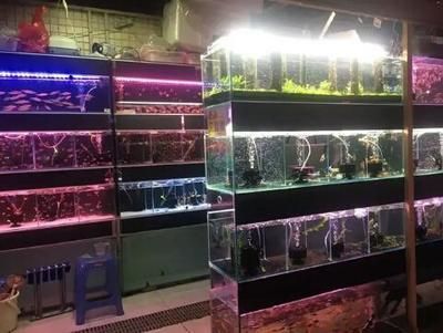 觀賞魚店鋪簡介怎么寫好看（張店區天順祥觀賞魚店鋪簡介吸引人的觀賞魚店鋪簡介）