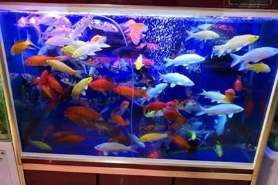 觀賞魚店鋪簡介怎么寫好看（張店區天順祥觀賞魚店鋪簡介吸引人的觀賞魚店鋪簡介）