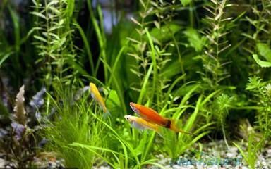 觀賞魚百度百科視頻（觀賞魚的飼養技巧）