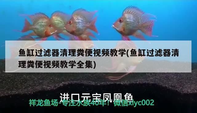 魚缸過濾器清理糞便視頻教學(魚缸過濾器清理糞便視頻教學全集) 魚缸過濾器清理糞便視頻教學(魚缸過濾器清理糞便視頻教學全集) iwish愛唯希品牌魚缸
