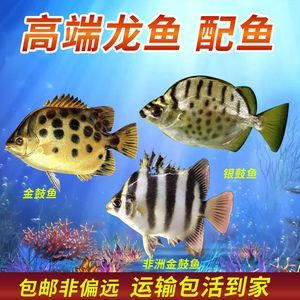 非洲金鼓魚生長速度(非洲金鼓魚生長速度較快一年可以長到1.7公斤左右) 赤元素 第4張 非洲金鼓魚生長速度(非洲金鼓魚生長速度較快一年可以長到1.7公斤左右) 非洲金鼓魚生長速度(非洲金鼓魚生長速度較快一年可以長到1.7公斤左右) 赤元素 第4張