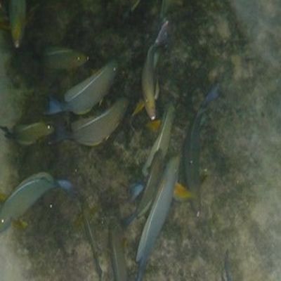 海南海水觀賞魚(yú)市場(chǎng)（海南海水觀賞魚(yú)養(yǎng)殖技術(shù)）