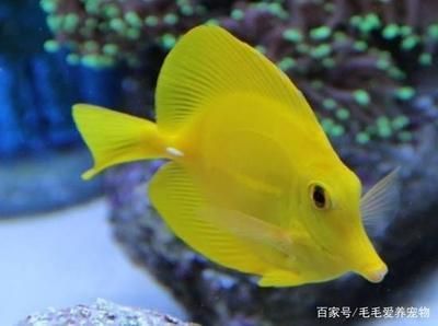 海南海水觀賞魚市場(chǎng)（海南海水觀賞魚養(yǎng)殖技術(shù)） 海南海水觀賞魚市場(chǎng)（海南海水觀賞魚養(yǎng)殖技術(shù)） 泗水龍魚 第4張