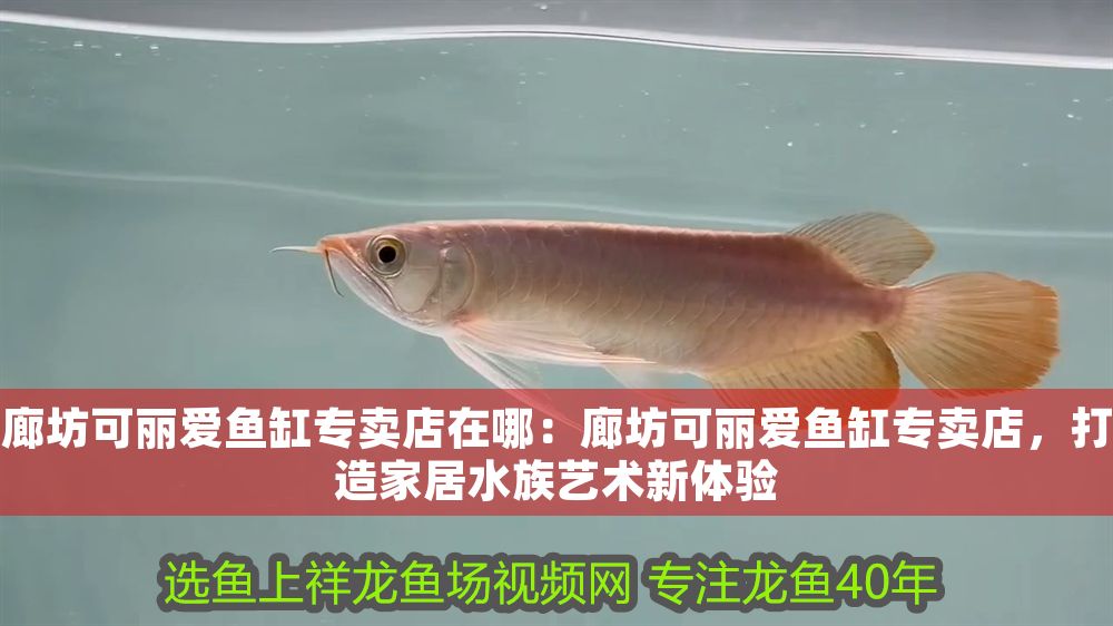 廊坊可麗愛魚缸專賣店在哪：廊坊可麗愛魚缸專賣店，打造家居水族藝術新體驗
