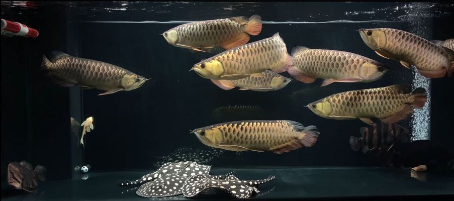 龍魚和龍魚混養怎么能不打架vs祥龍魚場：祥龍魚場的龍魚品種如何減少龍魚混養時的打架行為