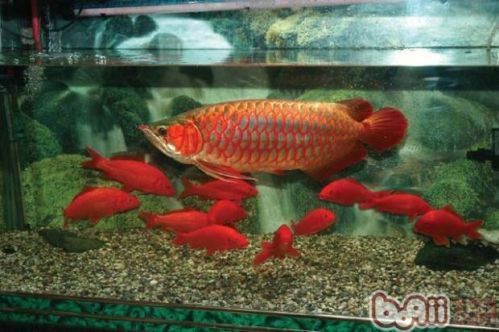 龍魚和龍魚混養怎么能不打架vs祥龍魚場：祥龍魚場的龍魚品種如何減少龍魚混養時的打架行為