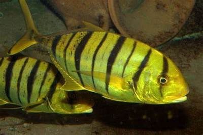 斑馬鯧魚（關于斑馬魚的問題）