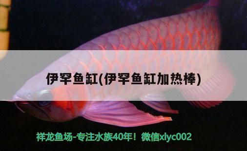 伊罕魚缸(伊罕魚缸加熱棒) 伊罕魚缸(伊罕魚缸加熱棒) 伊罕水族