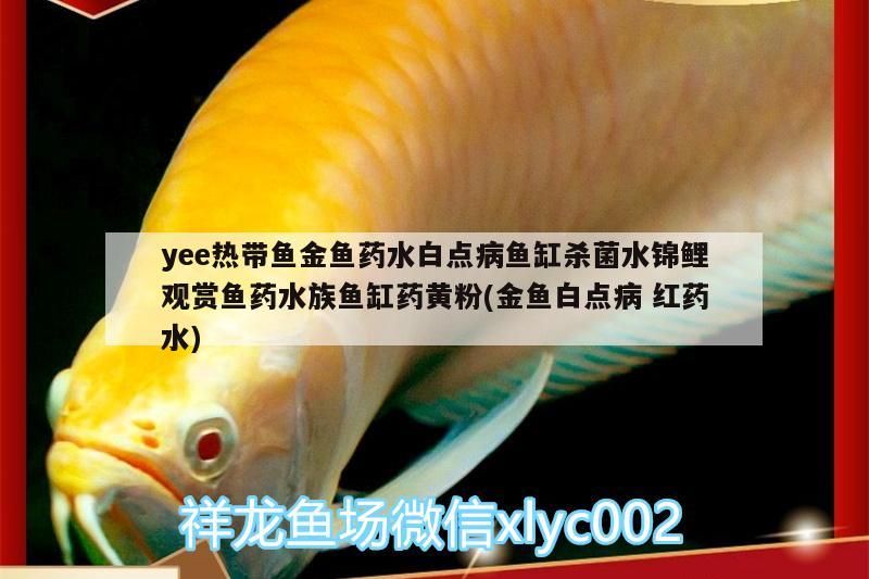 yee熱帶魚金魚藥水白點病魚缸殺菌水錦鯉觀賞魚藥水族魚缸藥黃粉(金魚白點病紅藥水)