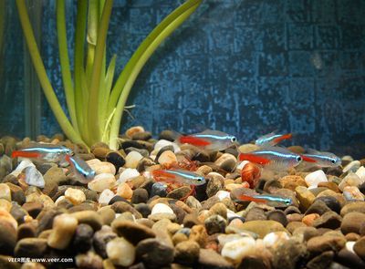 觀賞魚水族館照片高清（水族館的高清圖片、水族館圖片、水族館圖片、水族館圖片大全）