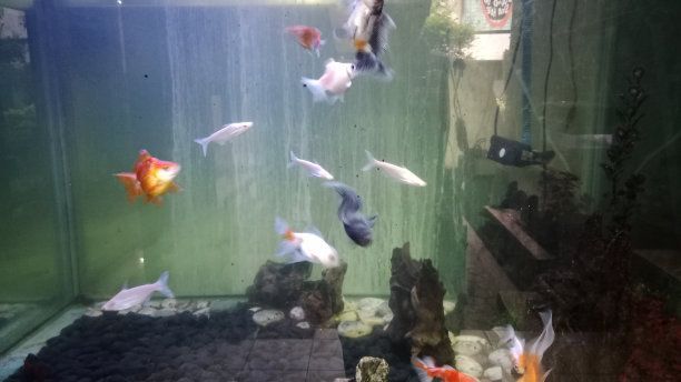 觀賞魚水族館照片高清（水族館的高清圖片、水族館圖片、水族館圖片、水族館圖片大全）