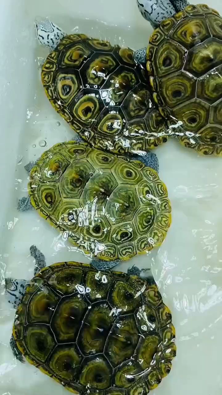 極品金綠殼白皮大花公 4條 重量260-330克